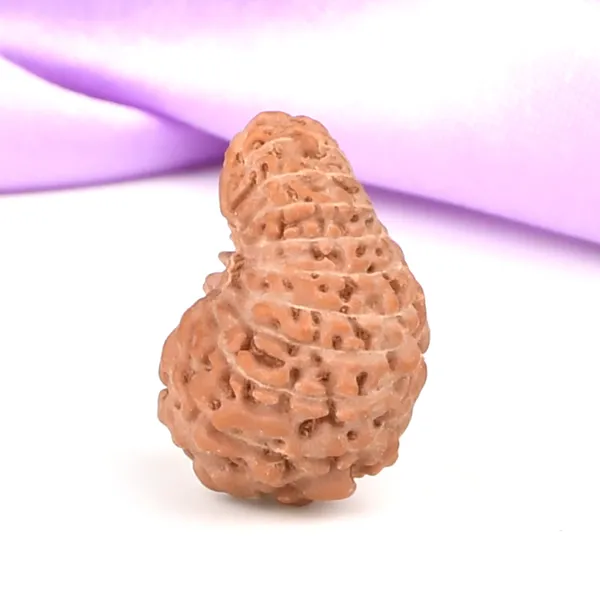 Techpandit_19_Mukhi_Rudraksha_Bead_Indonesia