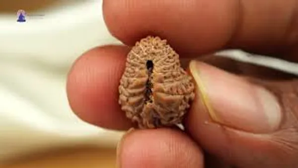 Techpandit_19_Mukhi_Rudraksha_Bead_Indonesia