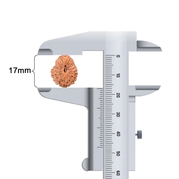 Techpandit_19_Mukhi_Rudraksha_Bead_Indonesia