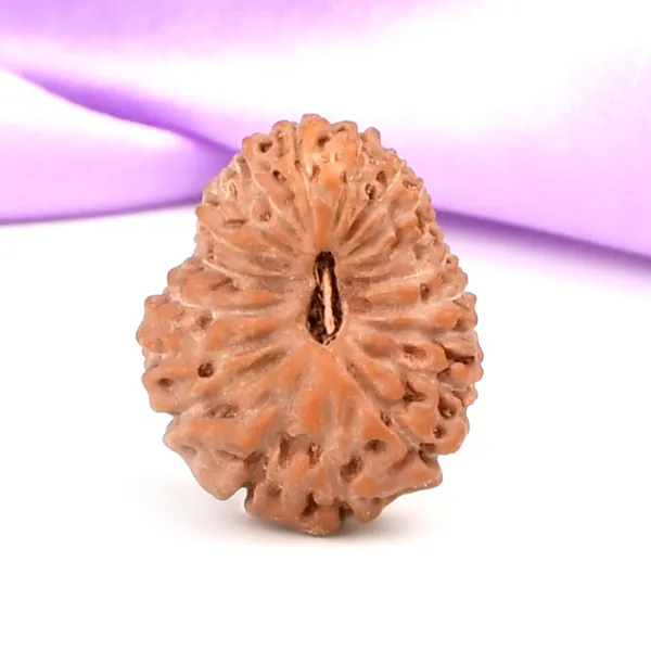 Techpandit_19_Mukhi_Rudraksha_Bead_Indonesia