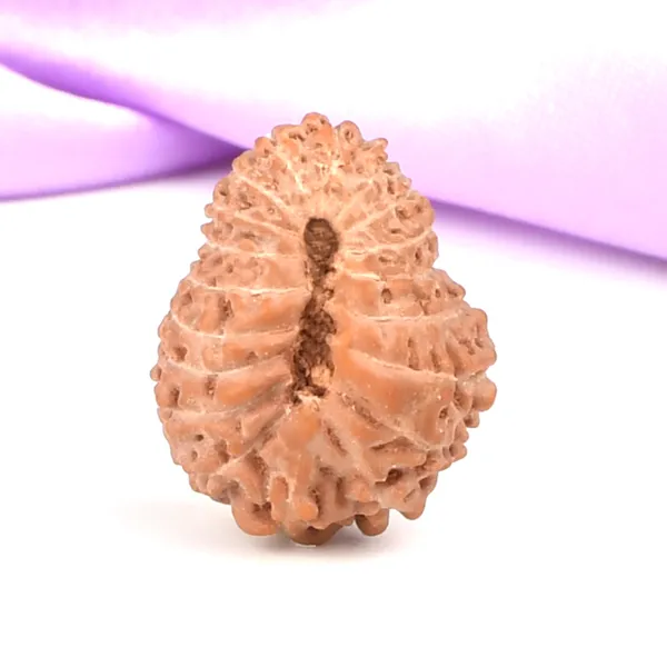 Techpandit_19_Mukhi_Rudraksha_Bead_Indonesia