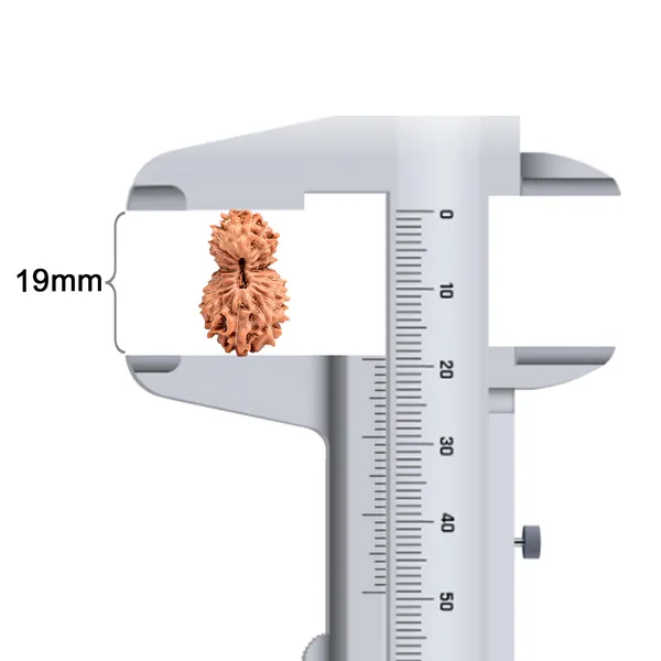 19_Mukhi_Rudraksha_Large_Bead_From_Indonesia