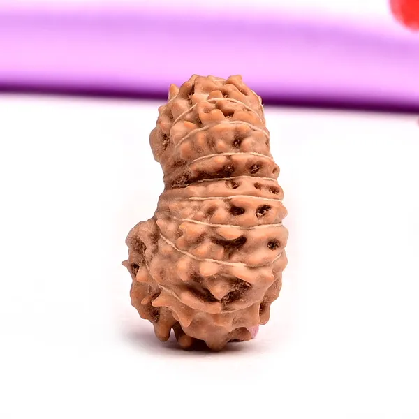 19_Mukhi_Rudraksha_Large_Bead_From_Indonesia