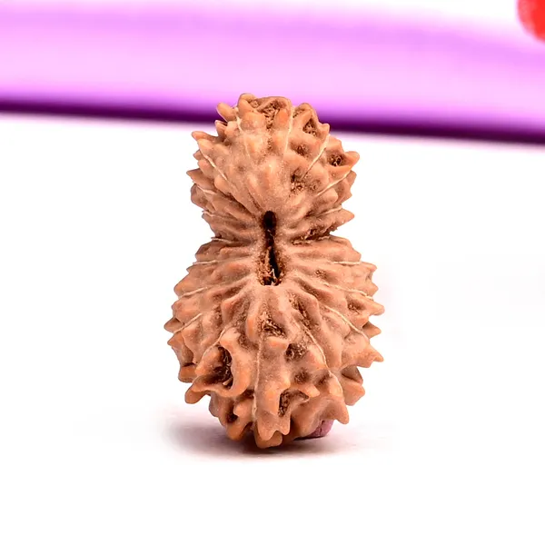 19_Mukhi_Rudraksha_Large_Bead_From_Indonesia