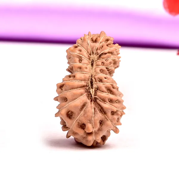 19_Mukhi_Rudraksha_Large_Bead_From_Indonesia