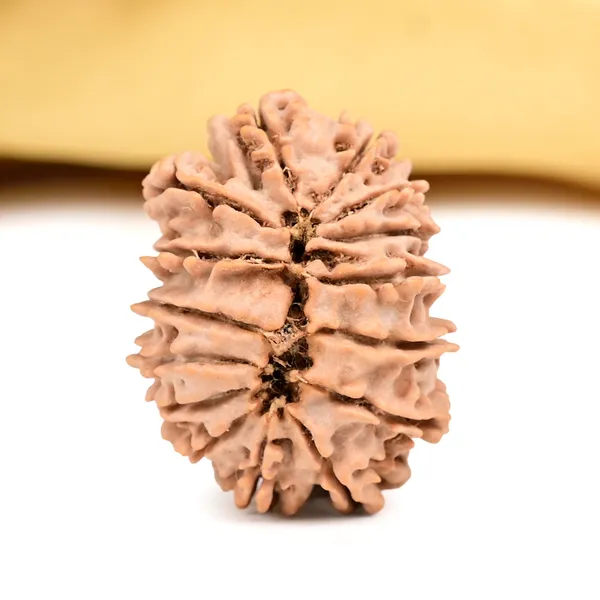 15_Mukhi_Rudraksha_Bead_From_Nepal