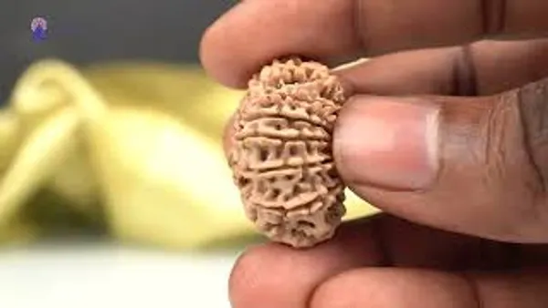 15_Mukhi_Rudraksha_Bead_From_Nepal