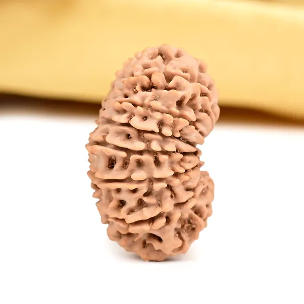 15_Mukhi_Rudraksha_Bead_From_Nepal
