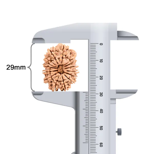 15_Mukhi_Rudraksha_Bead_From_Nepal