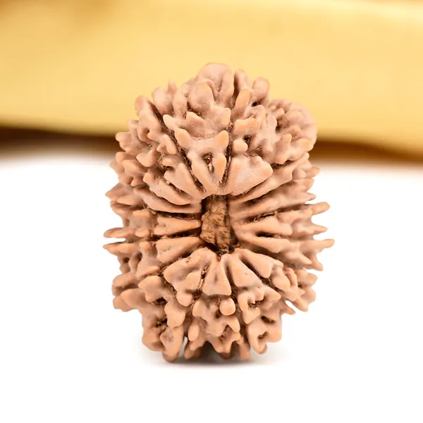 15_Mukhi_Rudraksha_Bead_From_Nepal