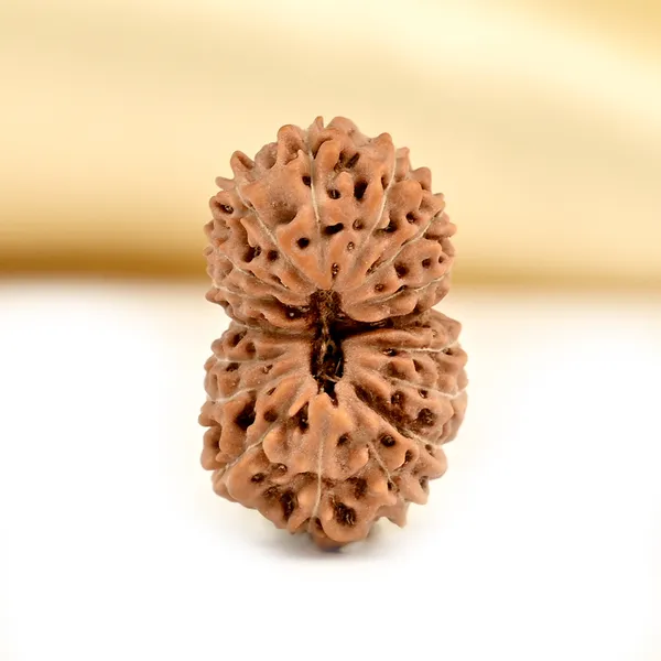 17_Mukhi_From_Java_Indonesia_Clxxxii