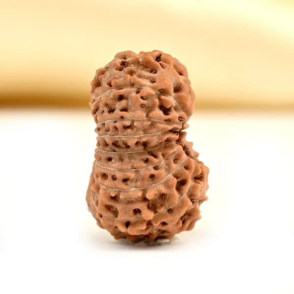 17_Mukhi_From_Java_Indonesia_Clxxxii