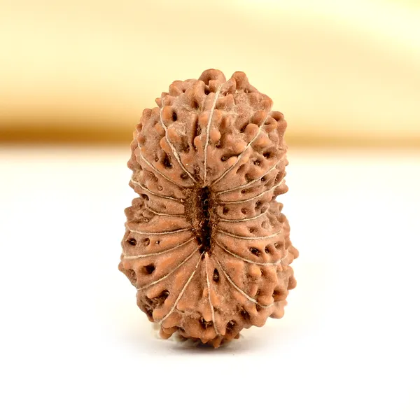 17_Mukhi_From_Java_Indonesia_Clxxxii