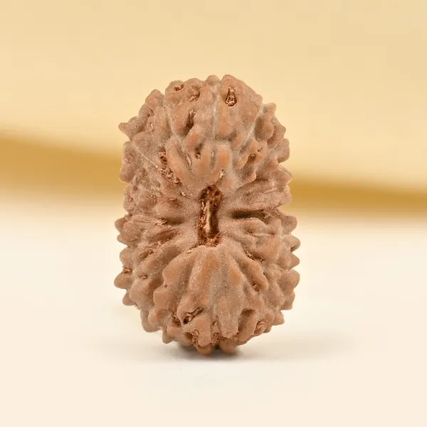 17_Mukhi_From_Java_Indonesia_Tiny_Ix