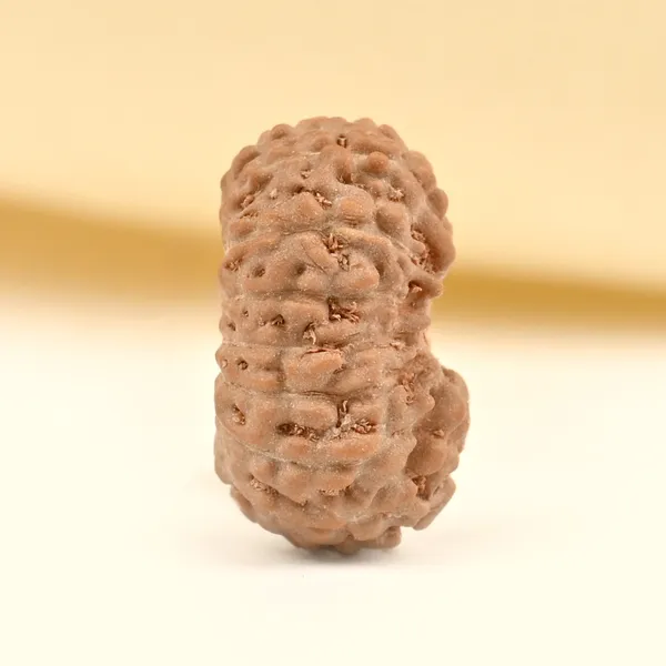 17_Mukhi_From_Java_Indonesia_Tiny_Ix