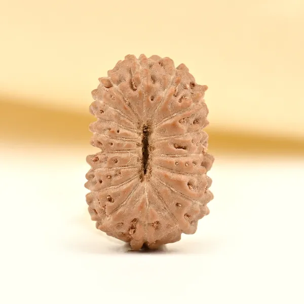 17_Mukhi_From_Java_Indonesia_Tiny_Ix