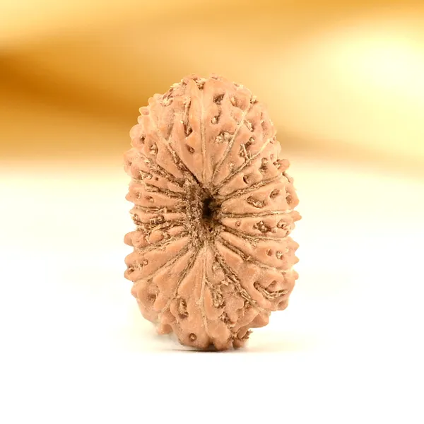 17_Mukhi_From_Java_Indonesia_Tiny_Xi
