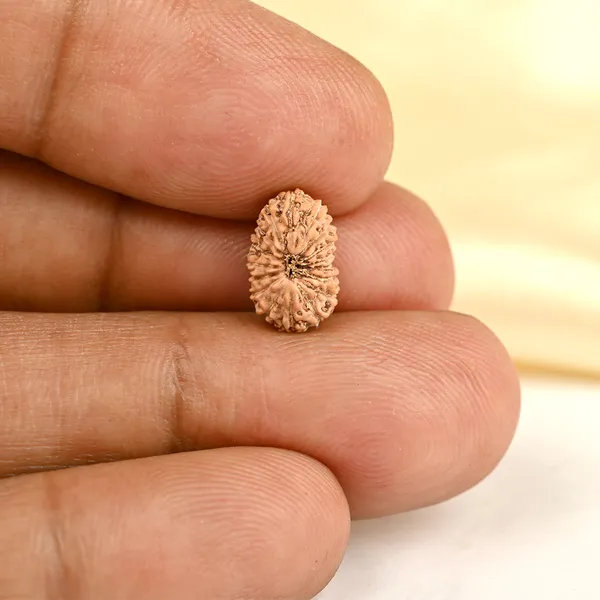 17_Mukhi_From_Java_Indonesia_Tiny_Xi