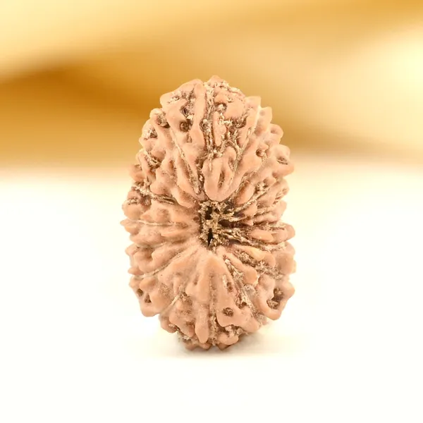 17_Mukhi_From_Java_Indonesia_Tiny_Xi