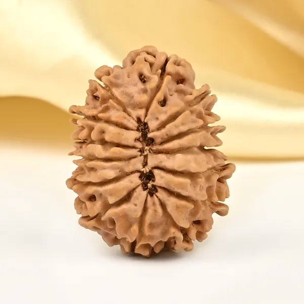 14_Mukhi_From_Nepal_Small_Cclxxxi
