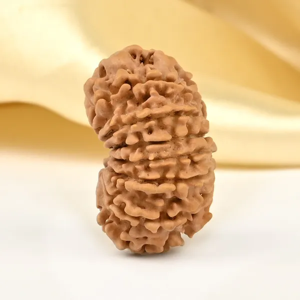 14_Mukhi_From_Nepal_Small_Cclxxxi