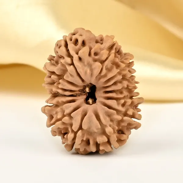 14_Mukhi_From_Nepal_Small_Cclxxxi