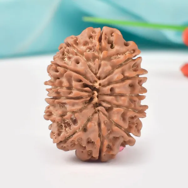 Techpandit_13_Mukhi_Rudraksha_Large_Bead_From_Nepal