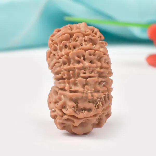 Techpandit_13_Mukhi_Rudraksha_Large_Bead_From_Nepal