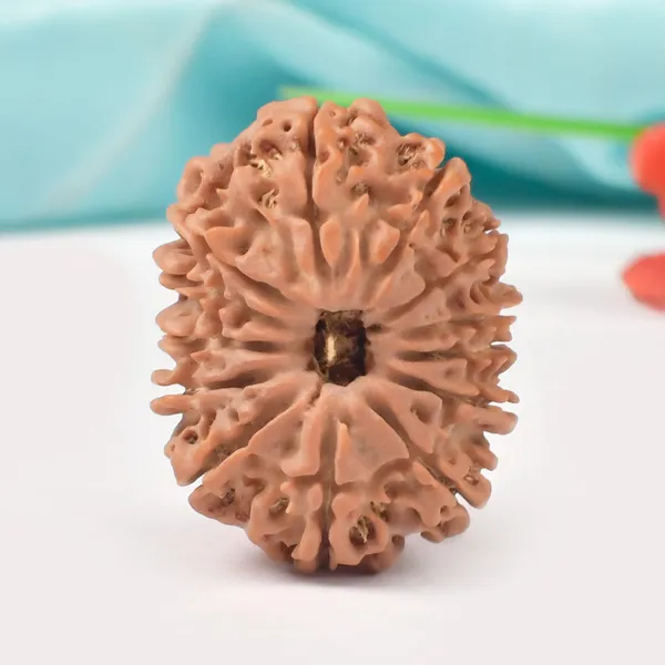 Techpandit_13_Mukhi_Rudraksha_Large_Bead_From_Nepal