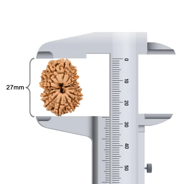 Techpandit_14_Mukhi_Nepal_Rudraksha_Bead