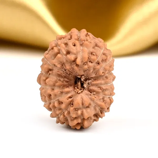 14_Mukhi_From_Java_Indonesia_Small_Cccxcvi