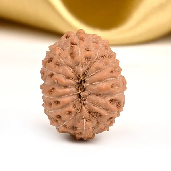 14_Mukhi_From_Java_Indonesia_Small_Cccxcvi