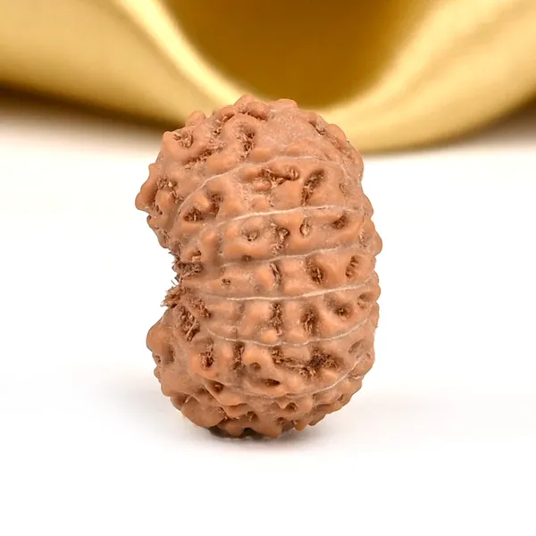 14_Mukhi_From_Java_Indonesia_Small_Cccxcvi