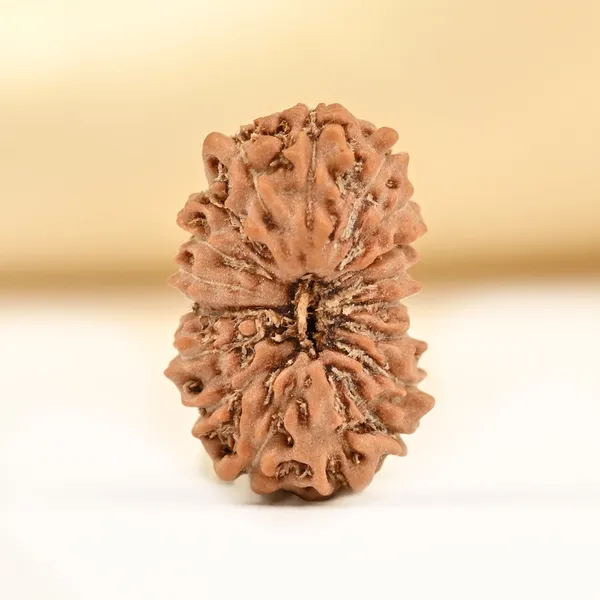 Techpandit_18_Mukhi_Rudraksha_Bead_Indonesia
