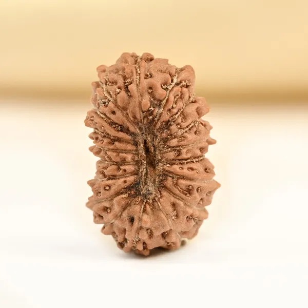 Techpandit_18_Mukhi_Rudraksha_Bead_Indonesia