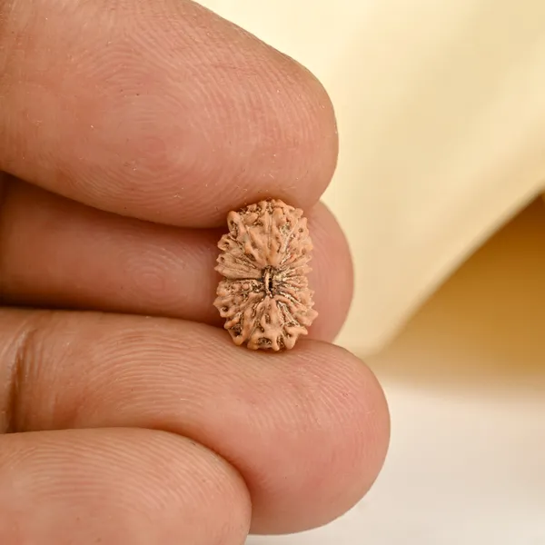 Techpandit_18_Mukhi_Rudraksha_Bead_Indonesia