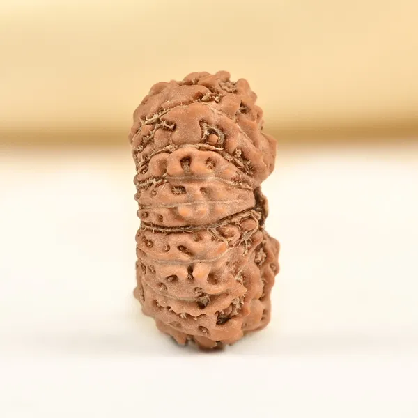Techpandit_18_Mukhi_Rudraksha_Bead_Indonesia