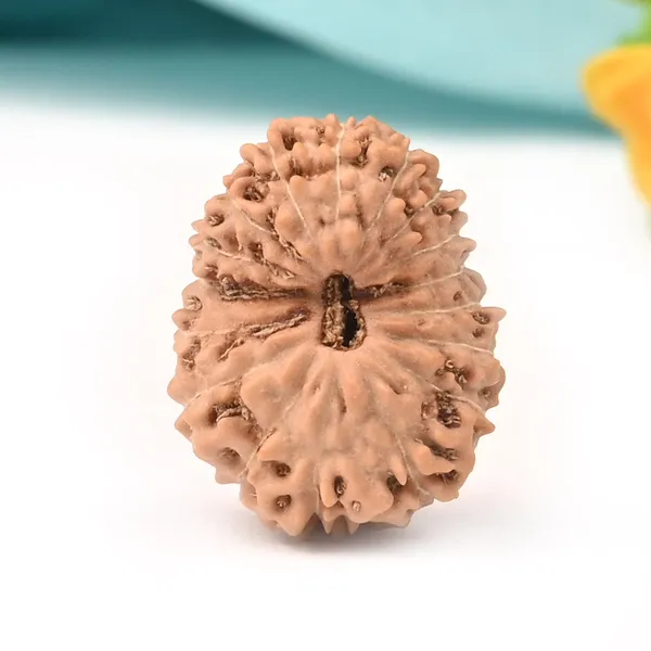 17_Mukhi_Indonesian_Rudraksha_Bead_-_Katyayani_Devi