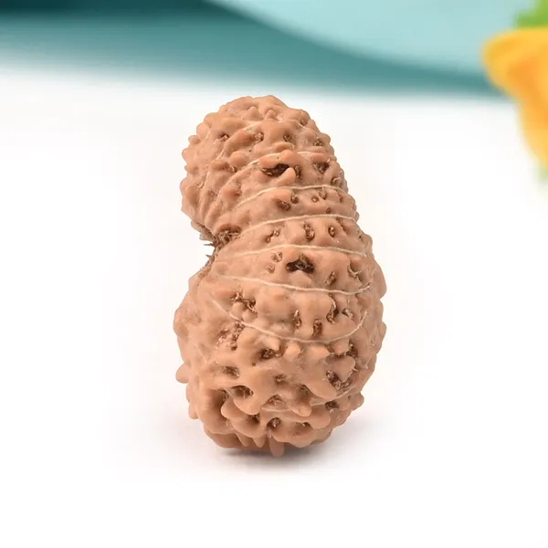 17_Mukhi_Indonesian_Rudraksha_Bead_-_Katyayani_Devi