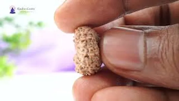 17_Mukhi_Indonesian_Rudraksha_Bead_-_Katyayani_Devi