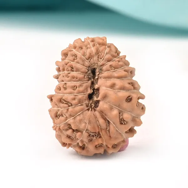 17_Mukhi_Indonesian_Rudraksha_Bead_-_Katyayani_Devi