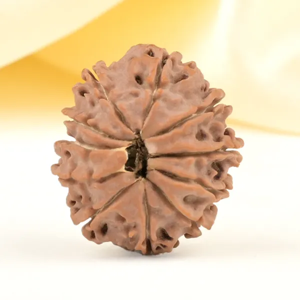 Techpandit_11_Mukhi_Rudraksha_Bead_Nepal_Origin