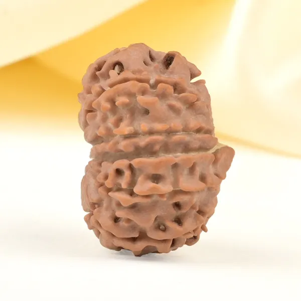Techpandit_11_Mukhi_Rudraksha_Bead_Nepal_Origin
