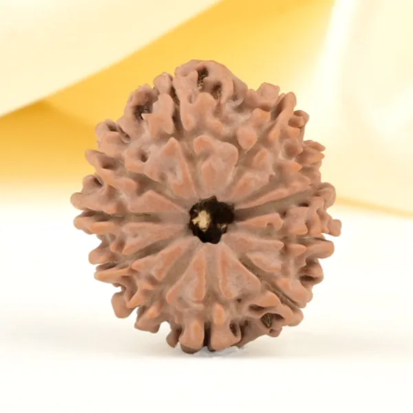 Techpandit_11_Mukhi_Rudraksha_Bead_Nepal_Origin