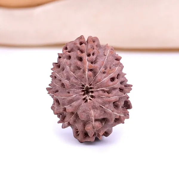 Techpandit_13_Mukhi_Rudraksha_Bead_Java_Indonesia