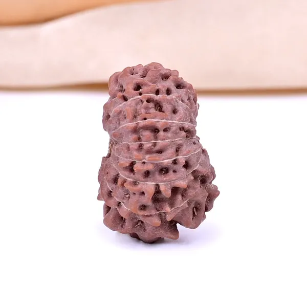 Techpandit_13_Mukhi_Rudraksha_Bead_Java_Indonesia