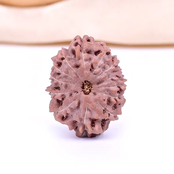 Techpandit_13_Mukhi_Rudraksha_Bead_Java_Indonesia