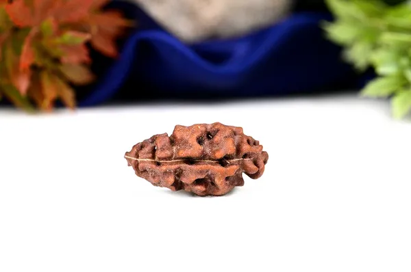 1_Mukhi_Rudraksha_Bead_From_Java_Indonesia