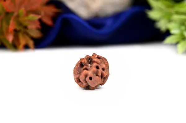 1_Mukhi_Rudraksha_Bead_From_Java_Indonesia