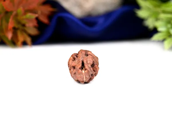 1_Mukhi_Rudraksha_Bead_From_Java_Indonesia